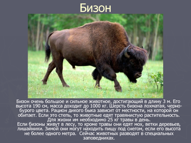 Какой тип питания характерен для бизона. Бизоны в Северной Америке. Бизон красная книга Северная Америка. Бизон описание. Бизон характеристика.