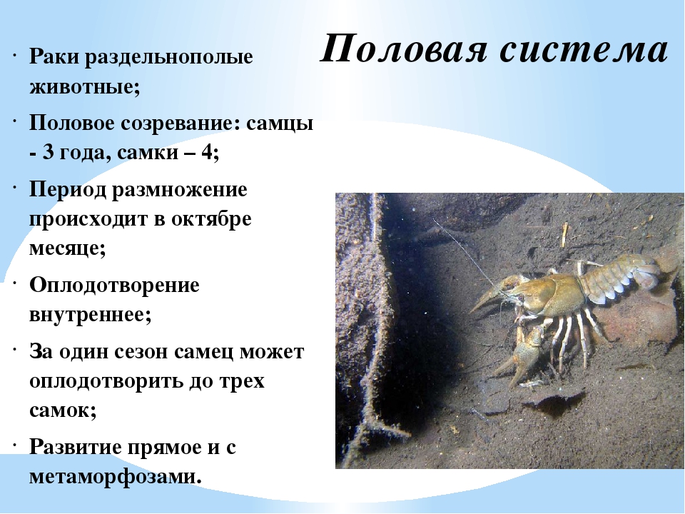 узнать все про широкопалого речного рака Чем питается, как выглядит и где обитает членистоногие Фото, видео и описание ракообразного Чем питается и образ жизни Размножение и популяция Естественные враги и интересные факты
