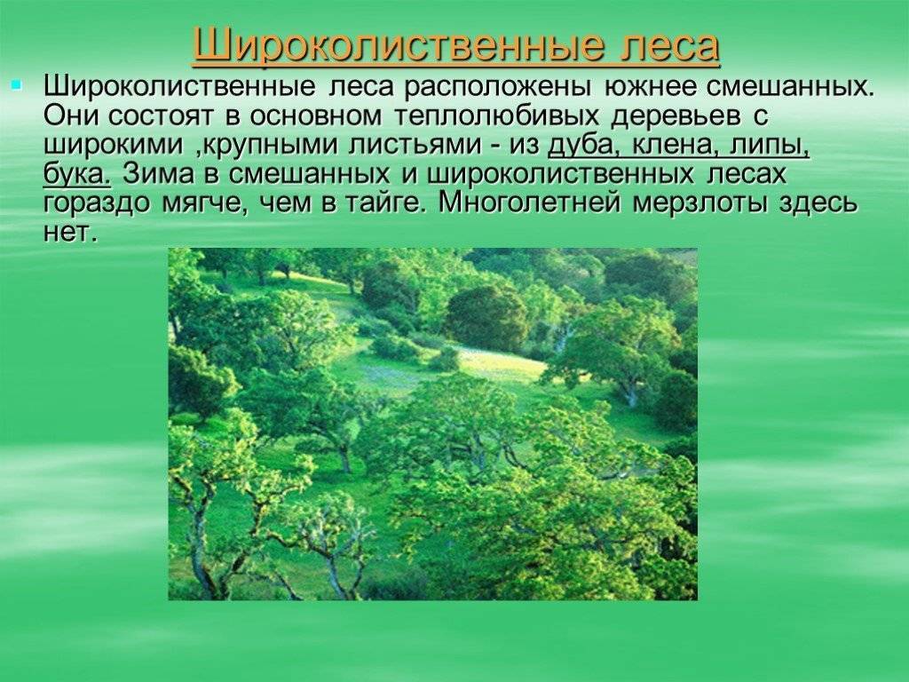 Широколиственные леса относительно морей и океанов. Широколиственный лес лес природная зона. Зона зона смешанных и широколиственных лесов России. Характеристика широколиственных лесов. Природная зона широколиственных лесов.