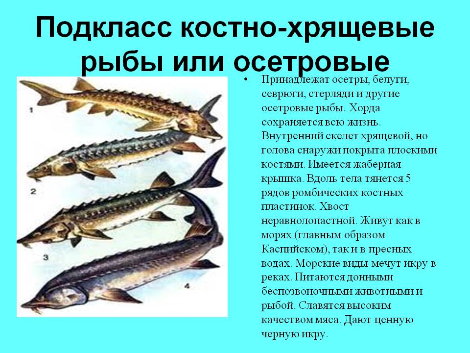 К какой группе относятся рыбы. Отряд осетровые рыбы представители. Класс костные рыбы осетровые. Осетровые рыбы костно-хрящевые. Семейство осетровых рыб имеет скелет:.