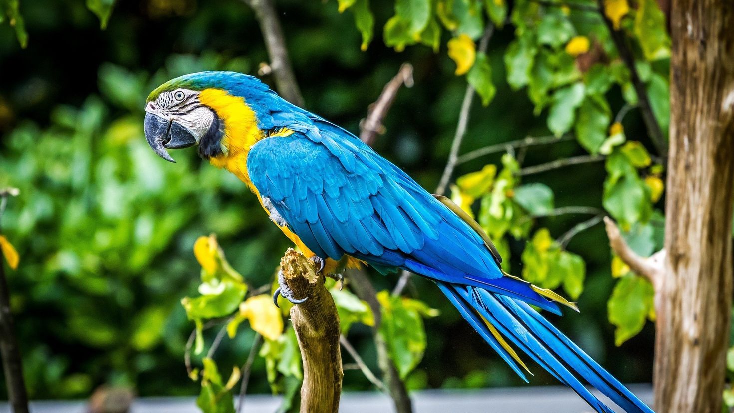 Попугай ара: описание,фото,уход,содержание,питание