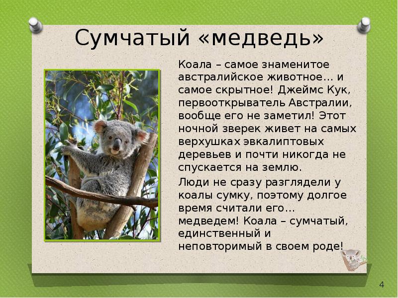 Сумчатые животные австралии презентация