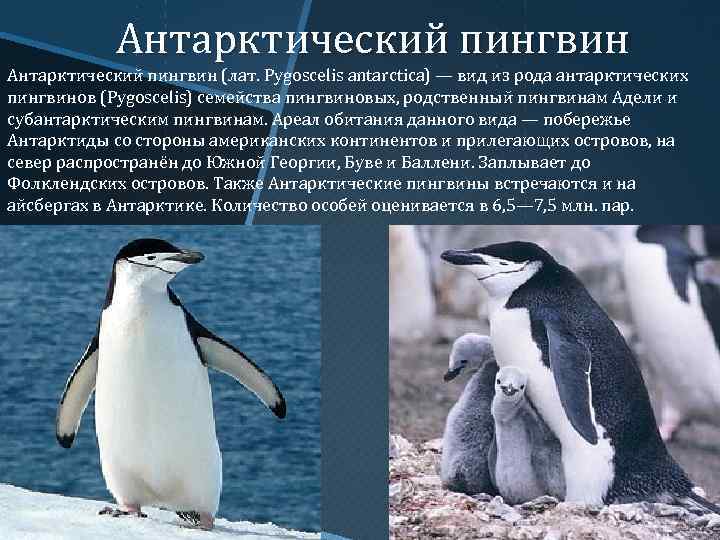 Где живут пингвины на каком материке. Антарктические пингвины (Pygoscelis). Адели пингвины ареал. Императорский Пингвин и Адели.