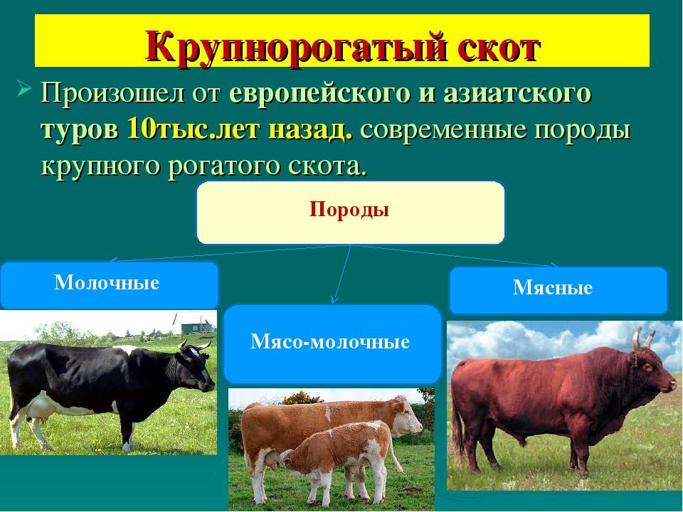 Домашний скот: виды и описание