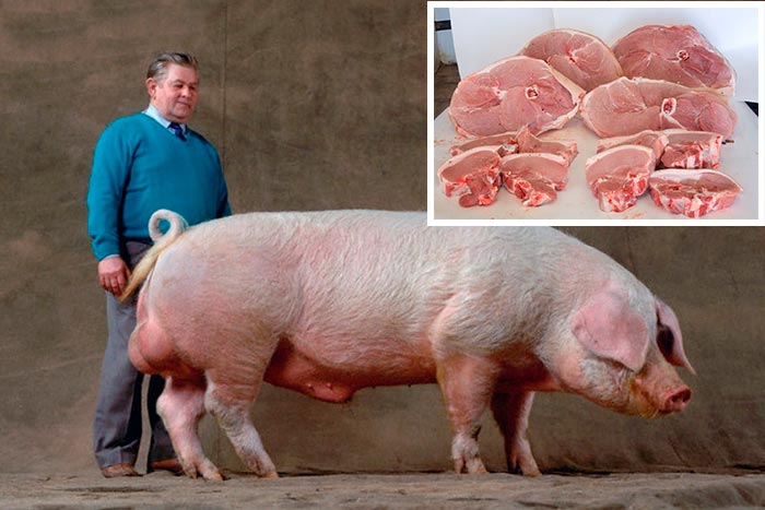 Самые популярные породы свиней – с фото и описанием