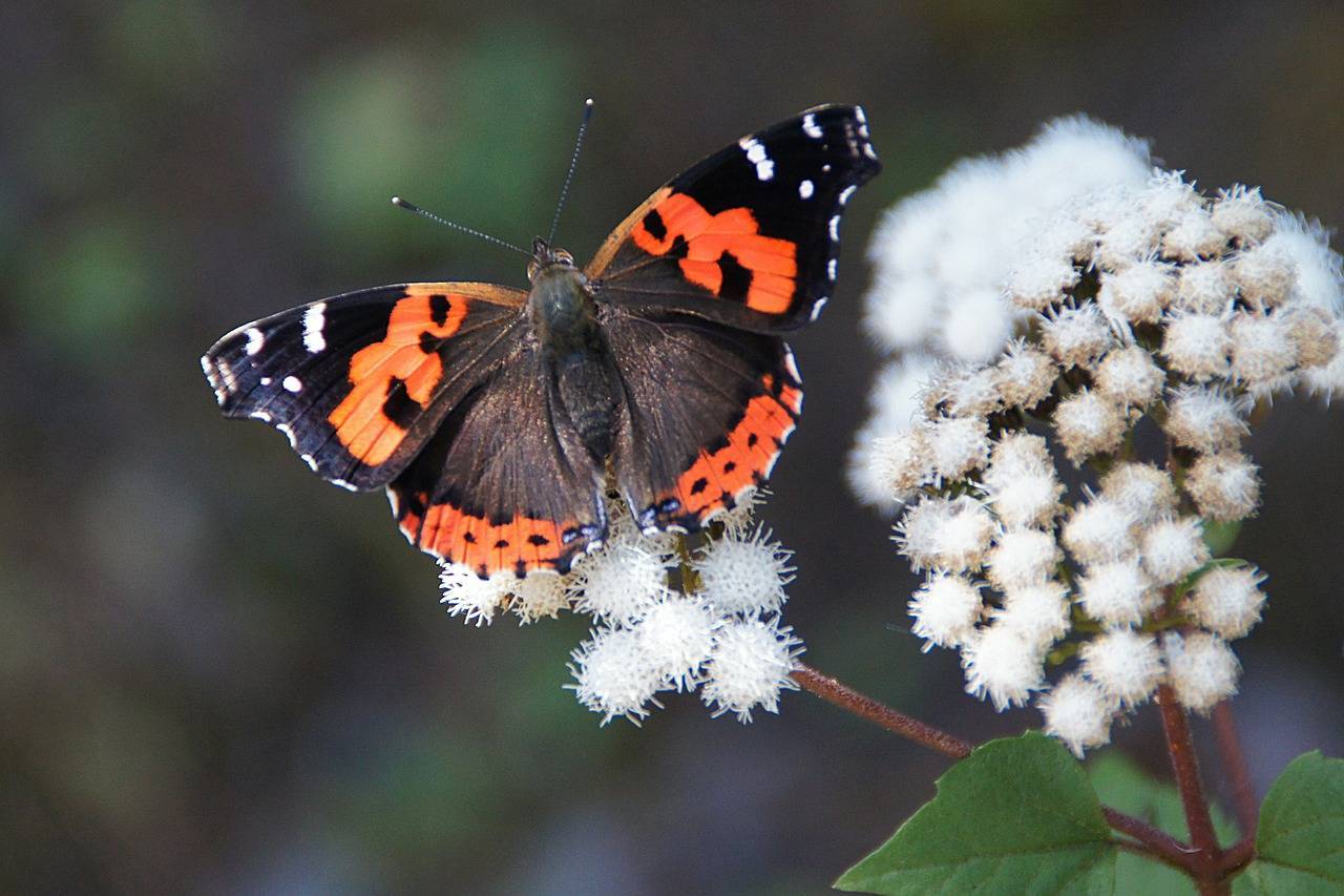 Бабочка монарх. образ жизни и среда обитания бабочки монарх