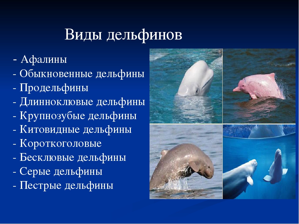 Дельфин относится к группе животных. Название дельфинов. Дельфин классификация. Презентация про дельфинов. Дельфины разные виды.