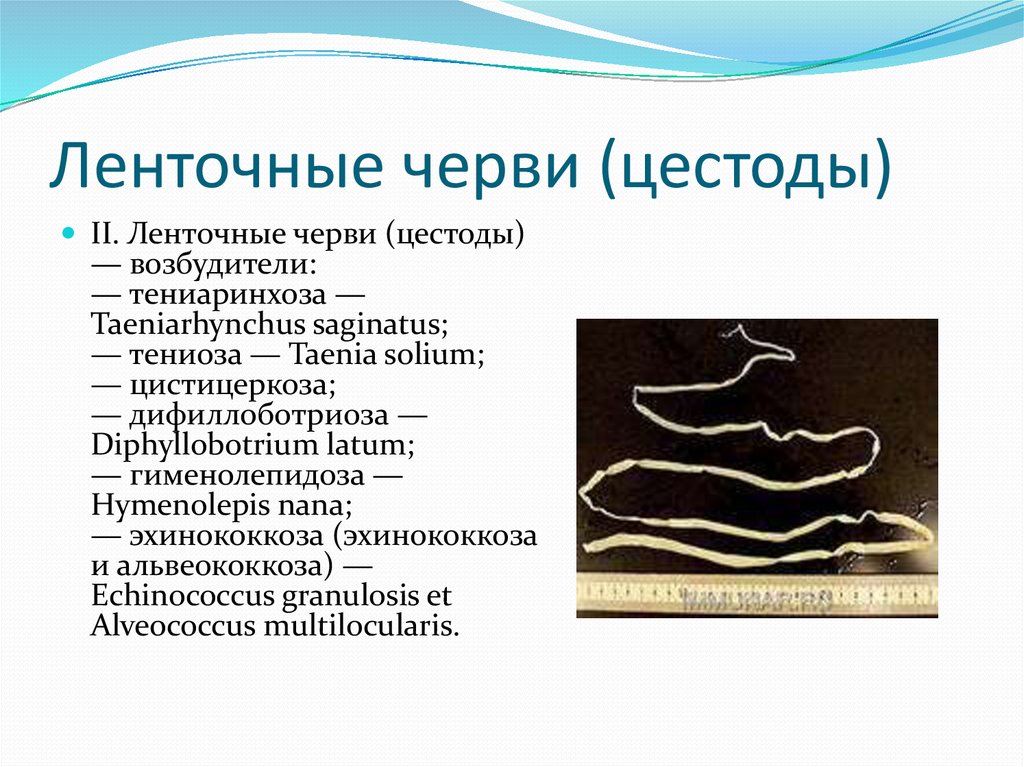 Симптомы цепня у человека. Цестоды — ленточные гельминты.. Ленточные паразиты (класс цестод).. Глистные заболевания ленточные черви. Ленточные черви паразиты карликовый цепень.