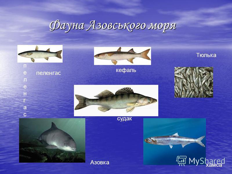Кто живет в азовском море