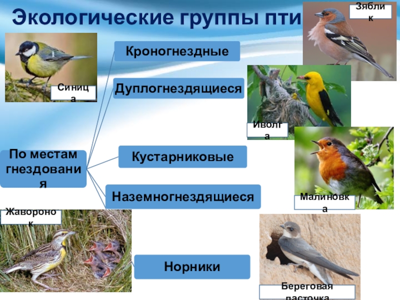 Разделите птиц на группы по способу питания. Экологические группы птиц 8 класс. Птицы леса представители экологической группы.