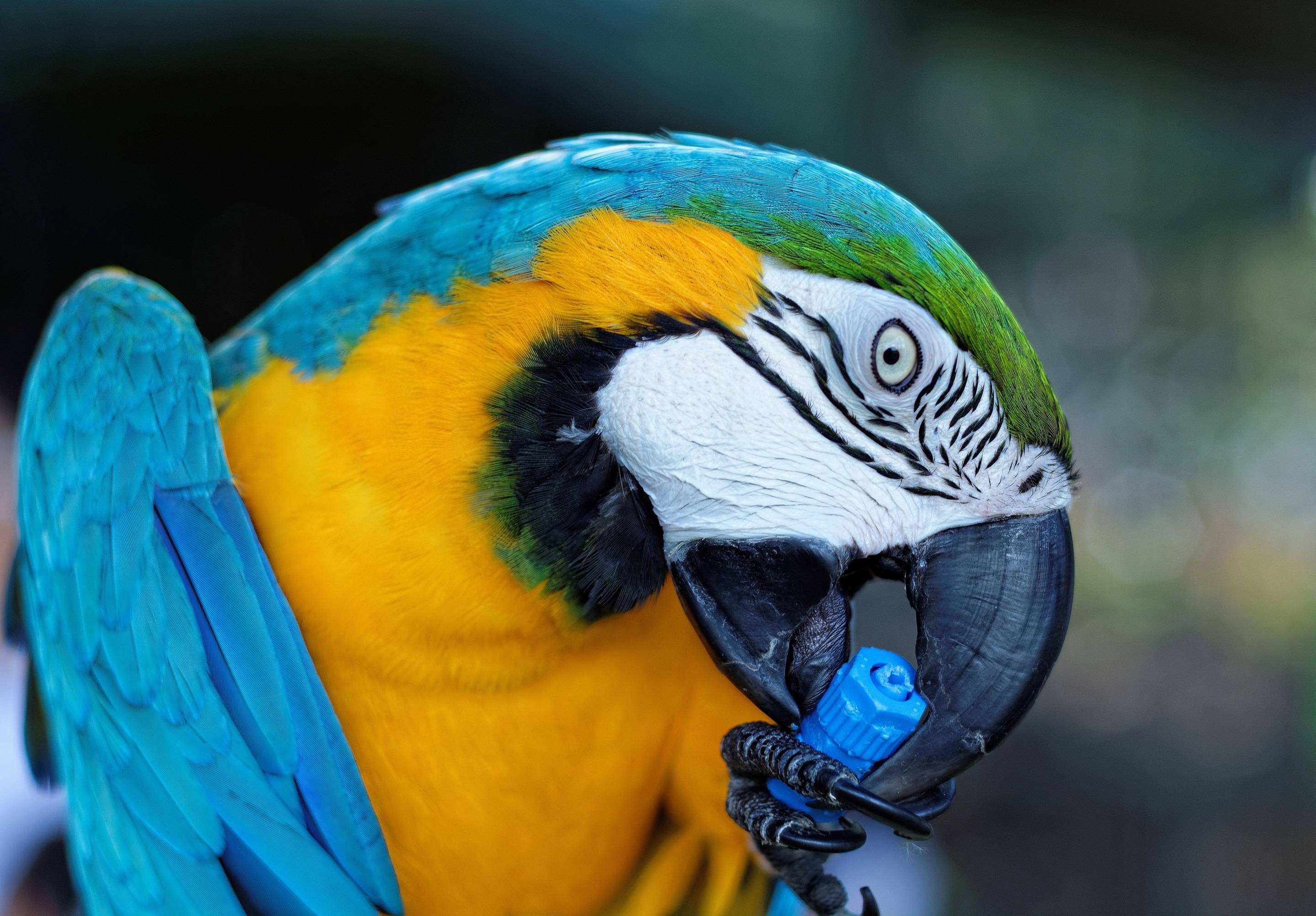 Голубой ара: как выглядит, где обитаем, чем питается и интересные факты (фото)