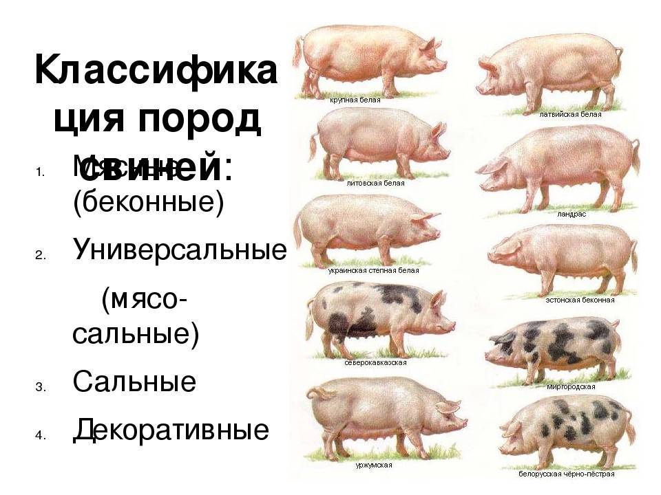 Какие виды свиней. Классификация пород свиней мясные. Боргояковская порода свиней. Породы свиней беконного направления. Мясо сальные породы свиней.