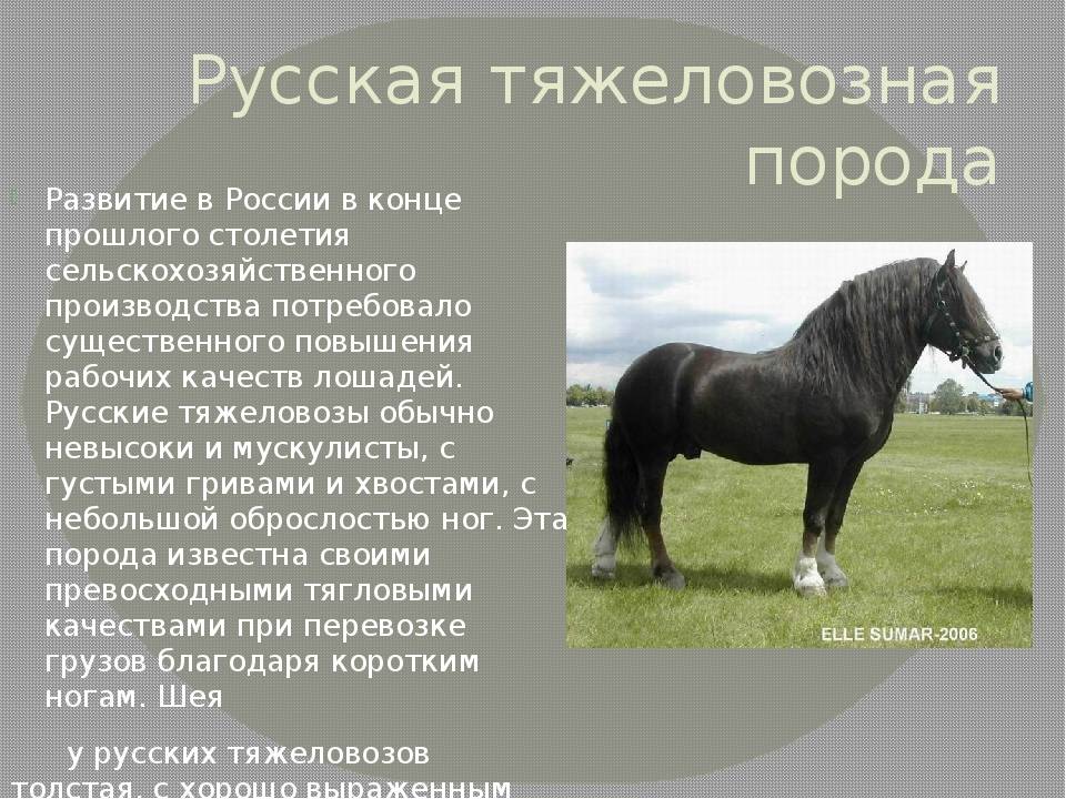 Масти лошадей: главные масти, оттенки и отмастки, фото