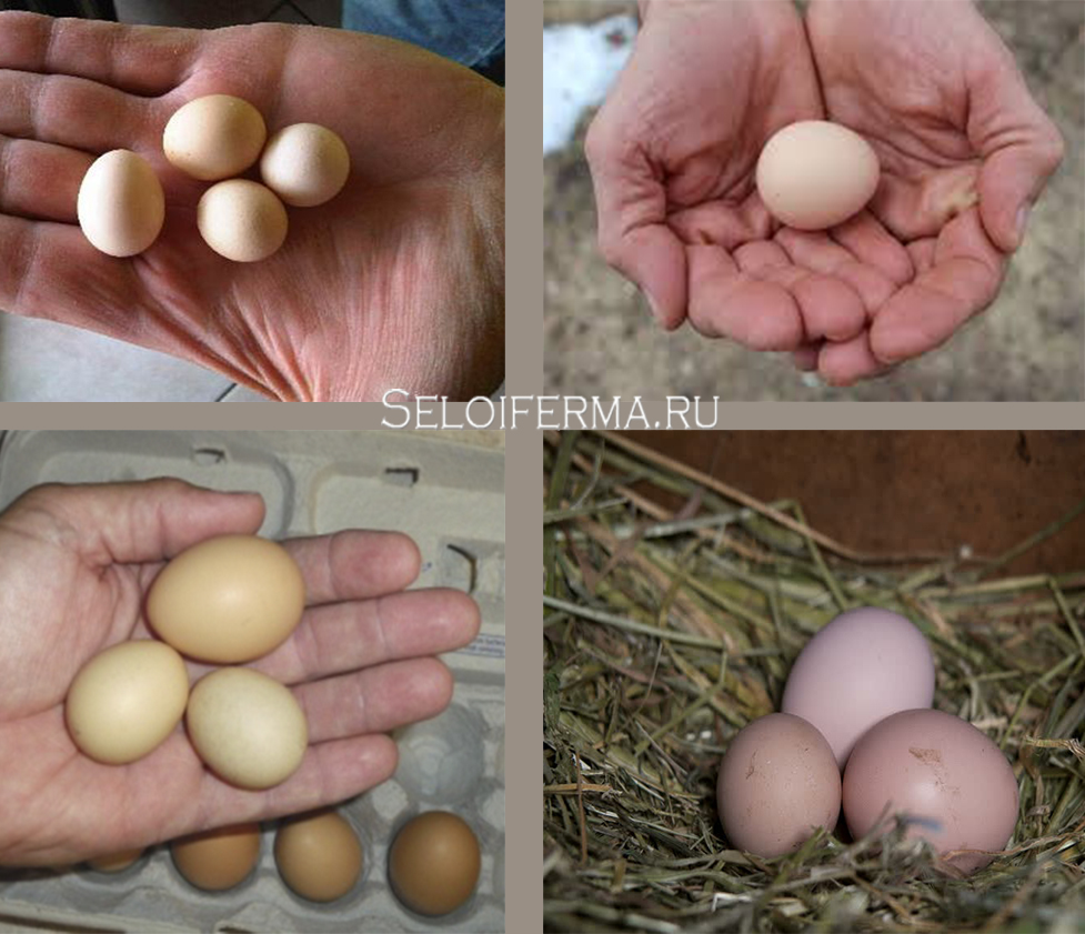 Почему курица несет мало яиц. Маленькие куриные яйца. Мелкое куриное яйцо.