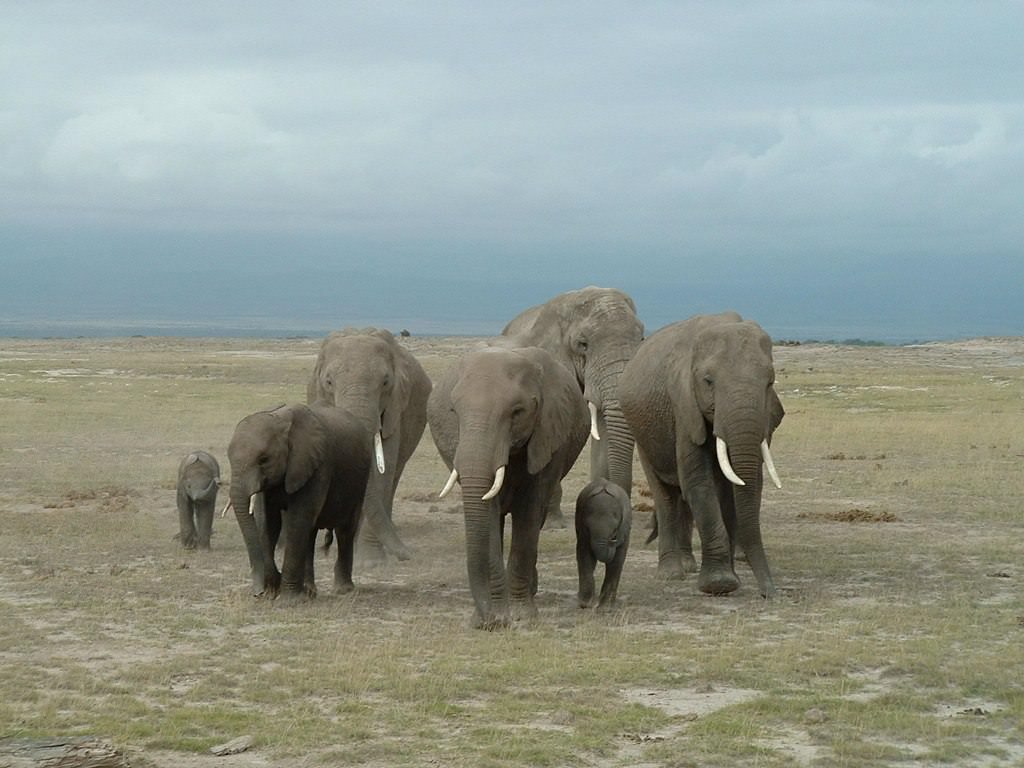 Слон животное. описание, особенности, виды, образ жизни и среда обитания слона