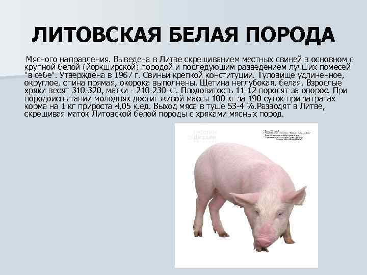 Принадлежащий свинье. Литовская белая порода свиней характеристика. Породы мясного направлениясвмней. Породы свиней мясного направления. Литовская порода свиней.