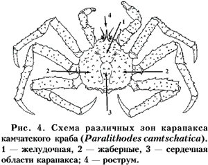 Краб части тела картинки