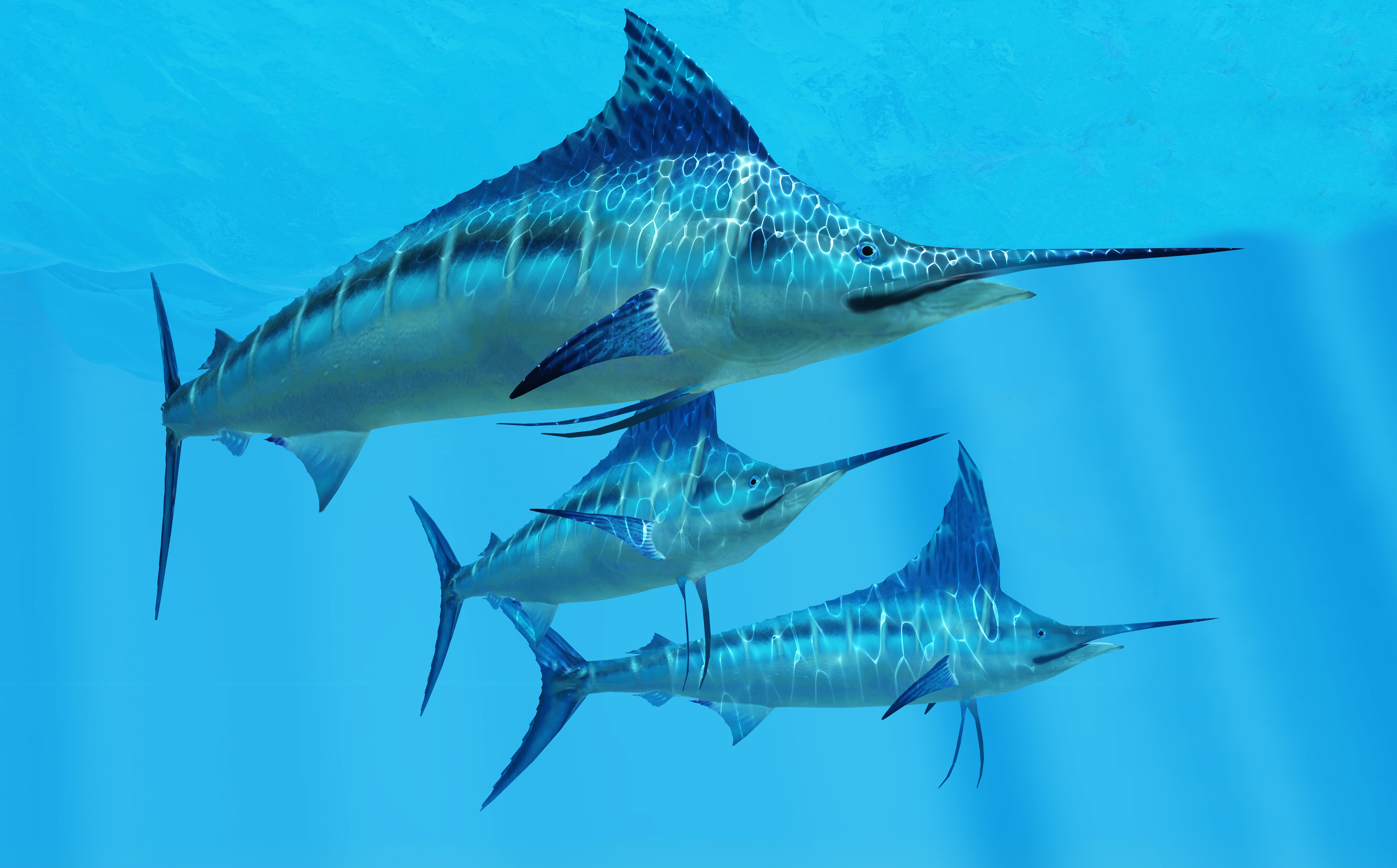 Что за рыба марлин: существующие виды, их популяция особенности существования