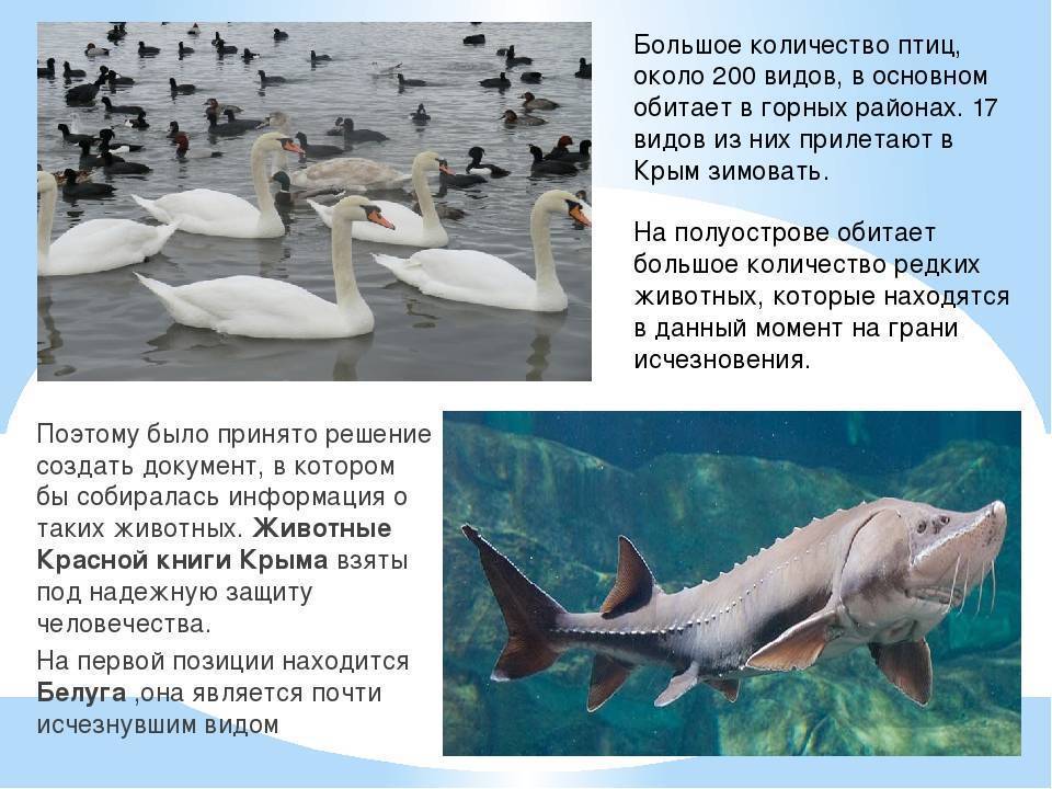Редкие виды рыб которые занесены в красную книгу россии