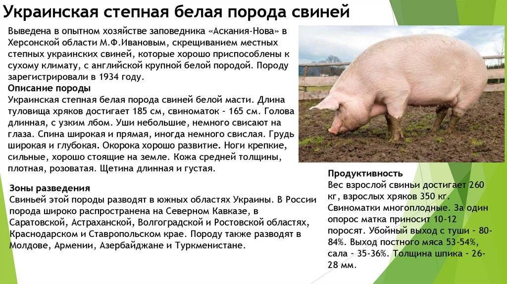 Степная свинья. Украинская Степная порода свиней. Крупная белая свинья характеристика. Свиноводство породы свиней. Украинская белая порода свиней.