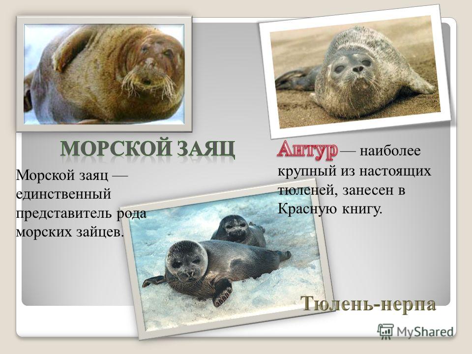 Морской заяц