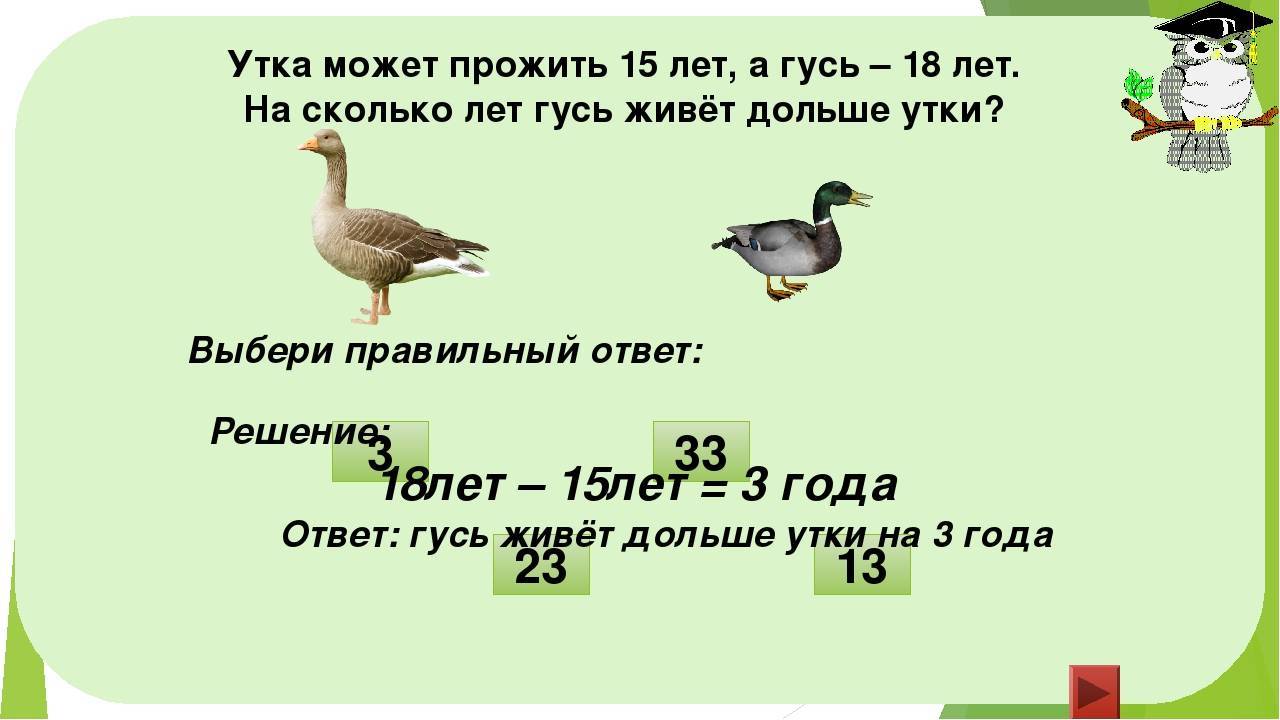 Сколько лет утке. Сколько лет живет утка. Сколько лет живут утки домашние. Продолжительность жизни гуся. Сколько лет живут гуси.