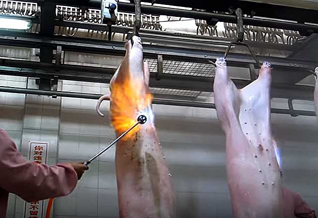Режем свинью — описание как резать, схемы разруба и советы как правильно забить свинью (120 фото + видео)