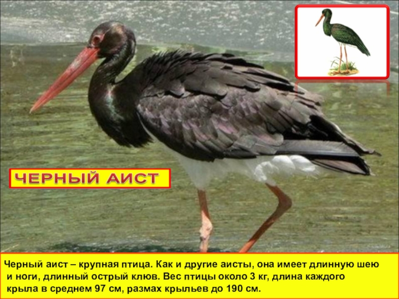 Черный аист (cicоniа nigrа)