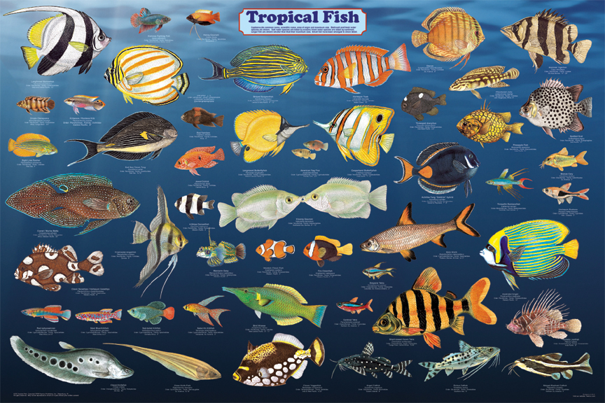 Какие виды рыб обитают в красном море – названия, фото и характеристика