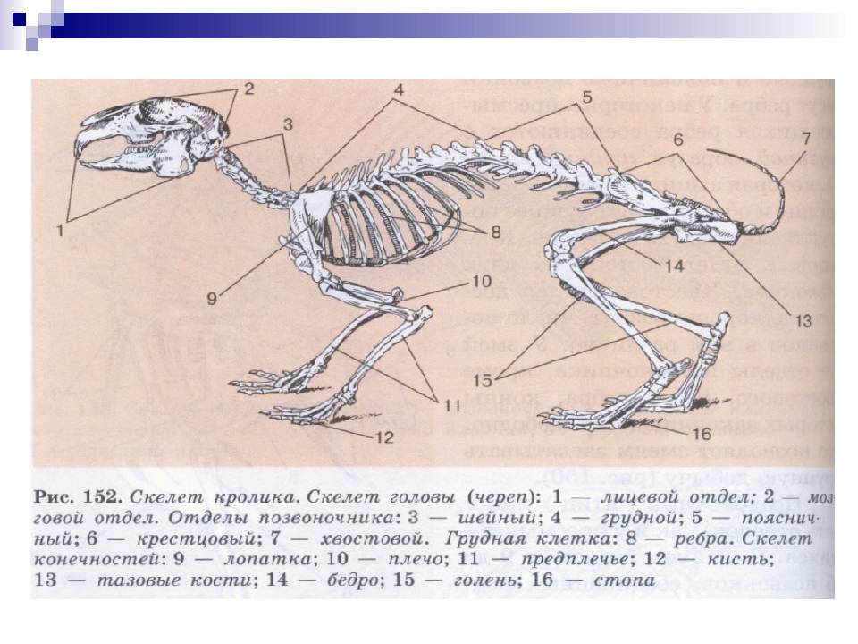 Особенности внутреннего скелета. Рис 152 скелет кролика. Скелет кролика описание. Скелет кролика биология 7 класс. Анатомия кролика скелет.