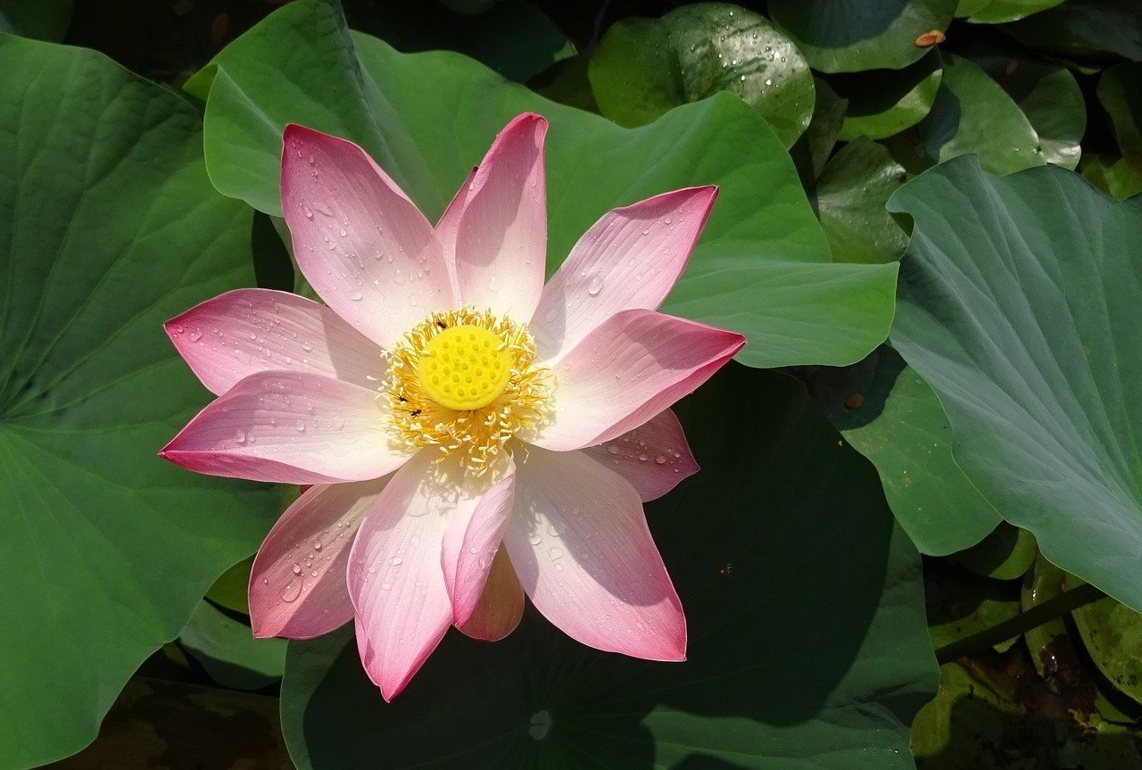 Лотос – священный цветок востока
