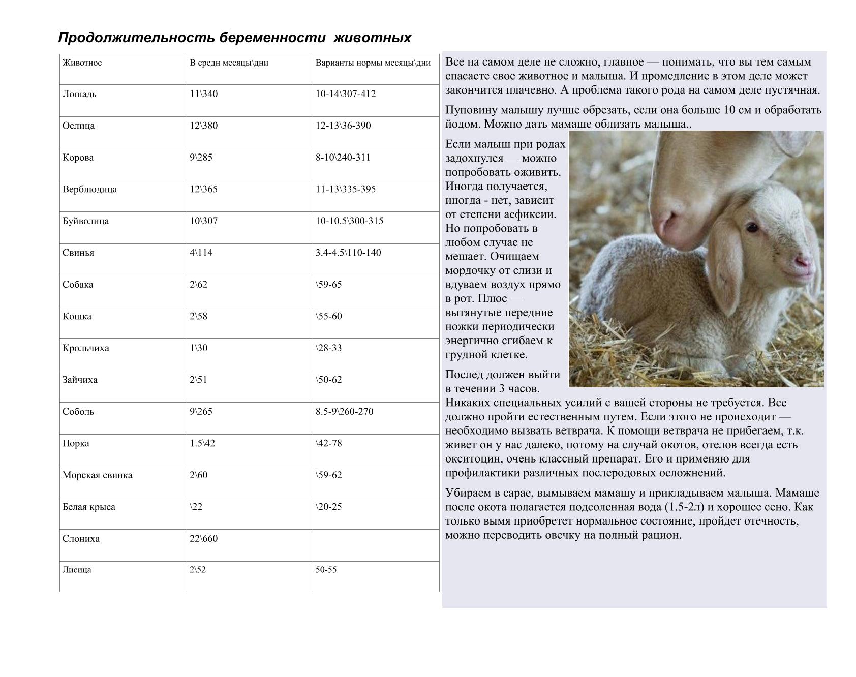 Правильные действия при опоросе свиньи и прочая полезная информация