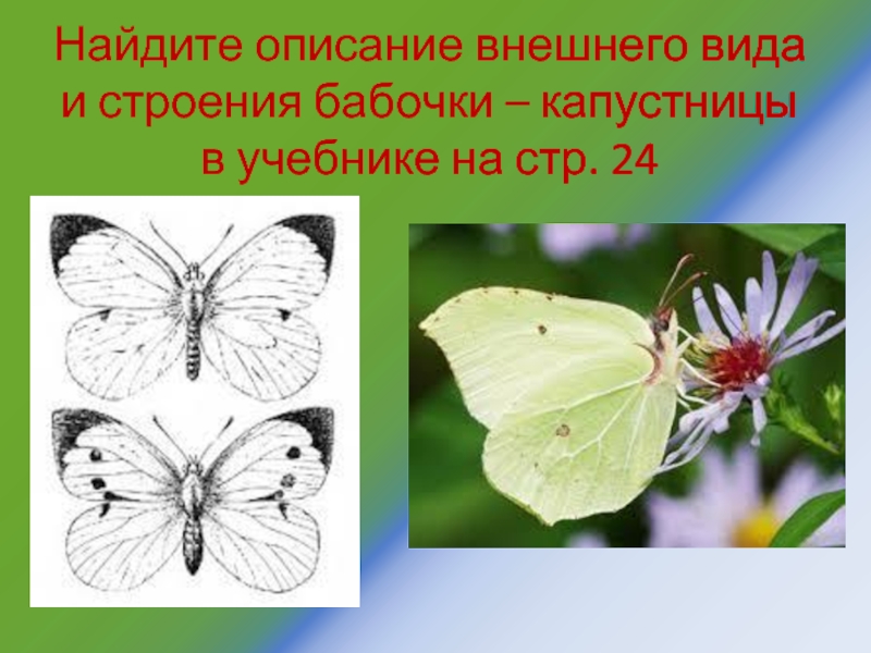 Таксономия бабочки капустница. Описать бабочку капустницу. Строение бабочки капустницы. Эволюция бабочки капустницы. Развитие бабочки капустницы