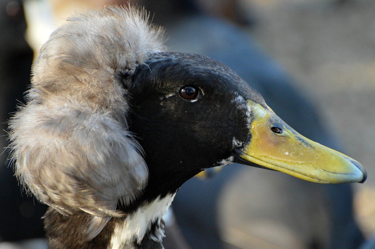 Дикая утка нырок – особенности водоплавающей птицы