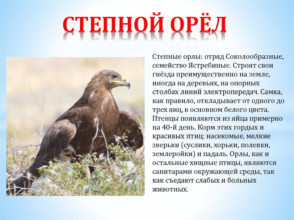 Доклад о кречете 4 класс сообщение (образ жизни и среда обитания)