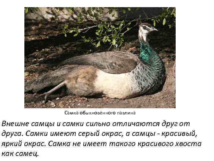Узнайте об отличии самки павлина от самца Чем отличается самка павлина от самца Особенности содержания павлинов Породы павлинов Фото  видео