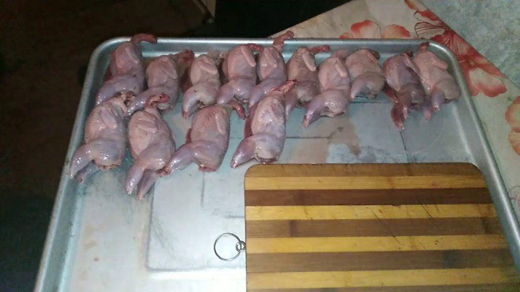 Как забивать и ощипывать перепелов в домашних условиях?
