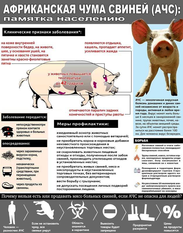 Африканская чума свиней: симптомы и лечение, опасность для людей, как передается