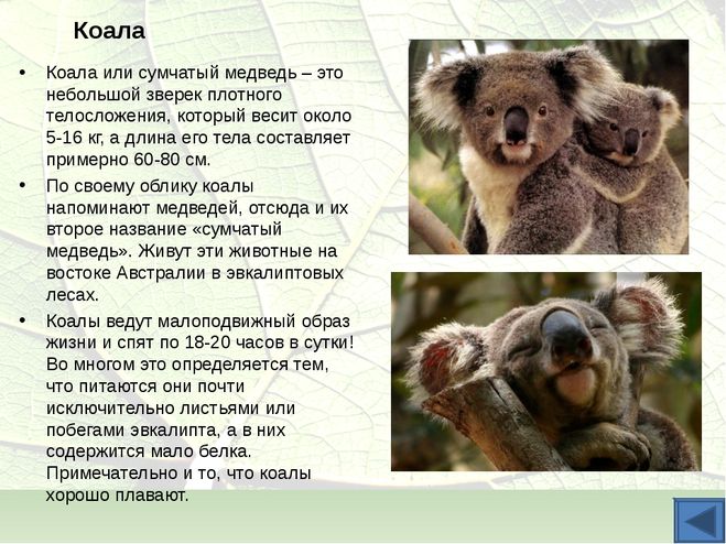 Всё о коалах