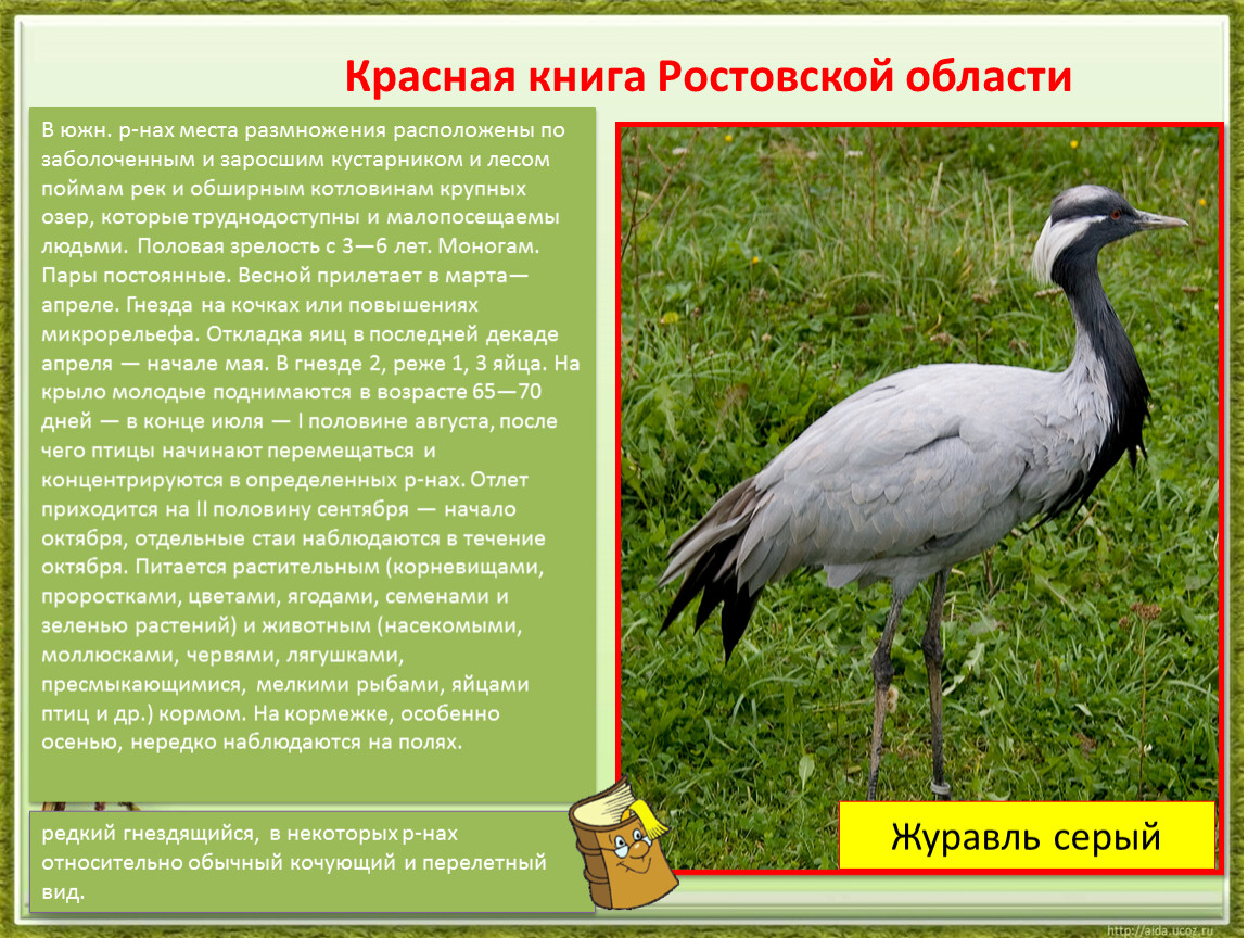 Описание птицы кобчик из красной книги