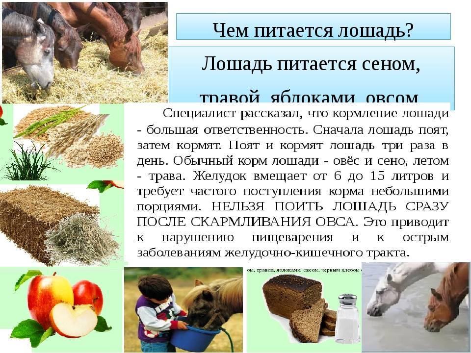 Узнайте все о кормах для лошадей Виды кормов для лошадей Премиксы для лошадей Лучшие корма для лошадей Корм для лошадей своими руками Фото  видео