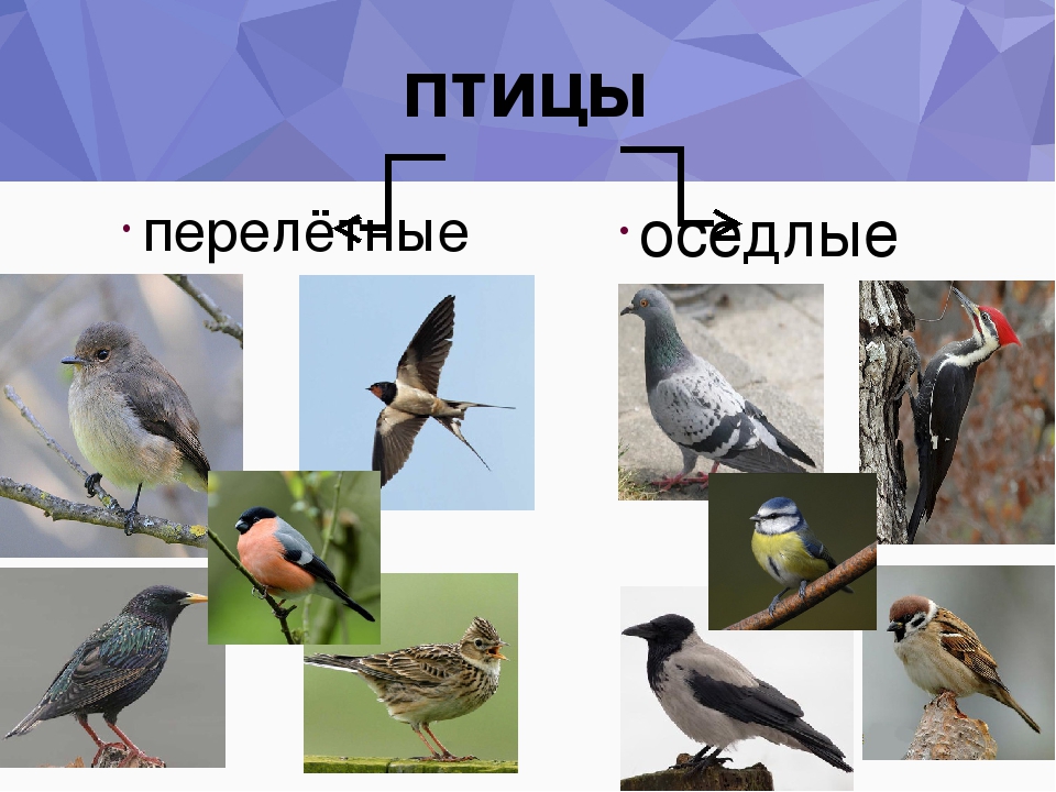 Птицы примеры. Оседлые Кочующие и перелетные птицы. Оседлые зимующие и перелетные птицы. Перелетные зимующие и Кочующие птицы. Оседлые птицы для детей.