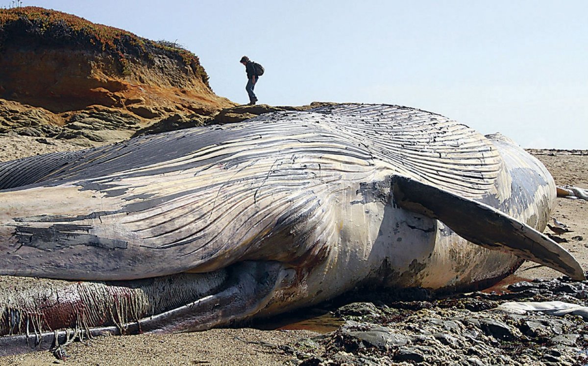 Сколько кит размер. Самый большой синий кит в мире. Синий кит 30 метров. Синий кит ≈ 150 тонн. Голубой кит 33 метра.