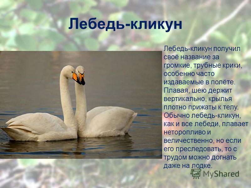 Лебедь-кликун: фото, описание, интересные факты