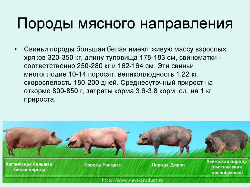 Направление пород свиней. Породы свиней мясного направления продуктивности. Беконная порода свиней. Порода кармалы свиней характеристика. Порода дюрок большая белая порода свиней.