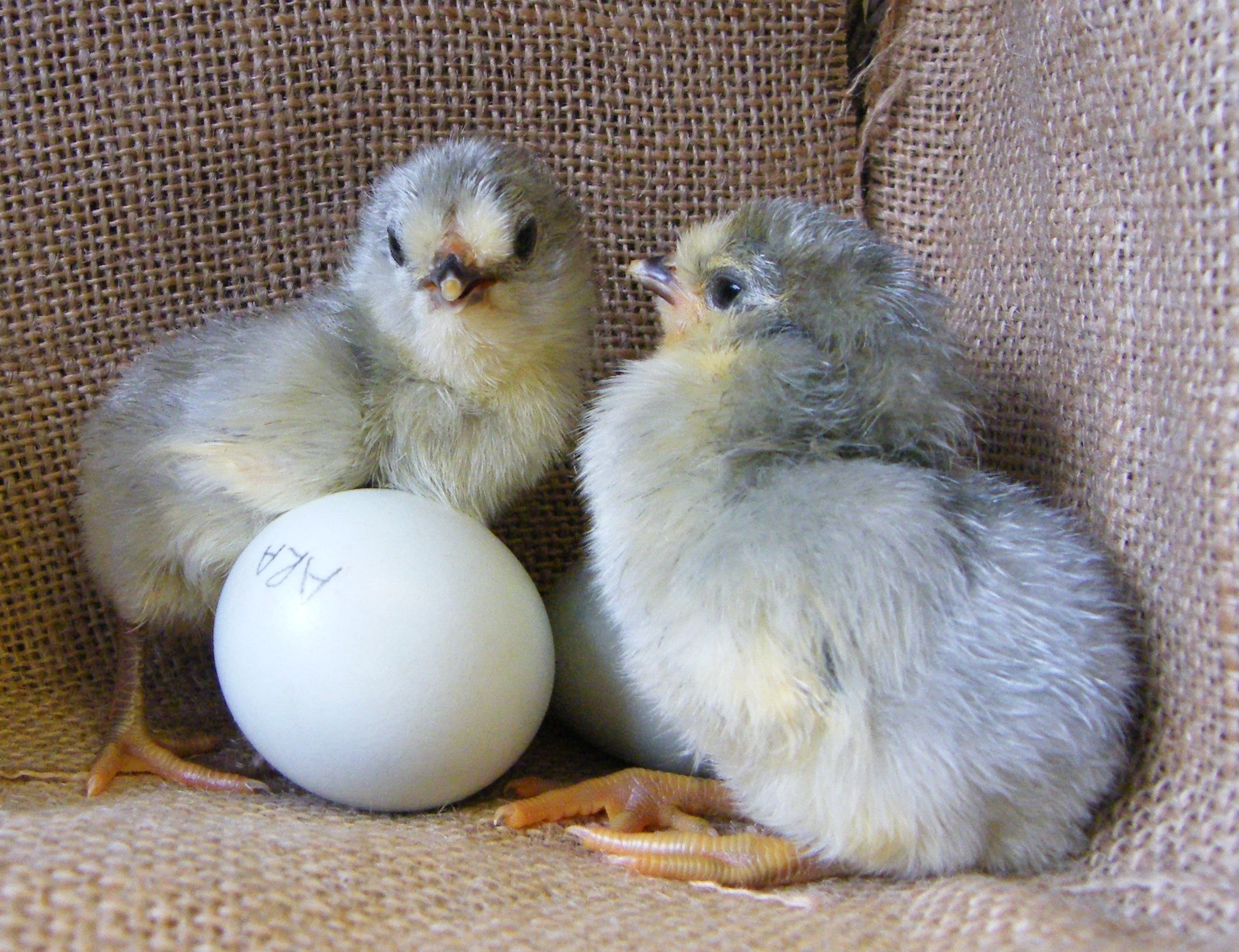 Порода кур с голубыми яйцами фото и описанием