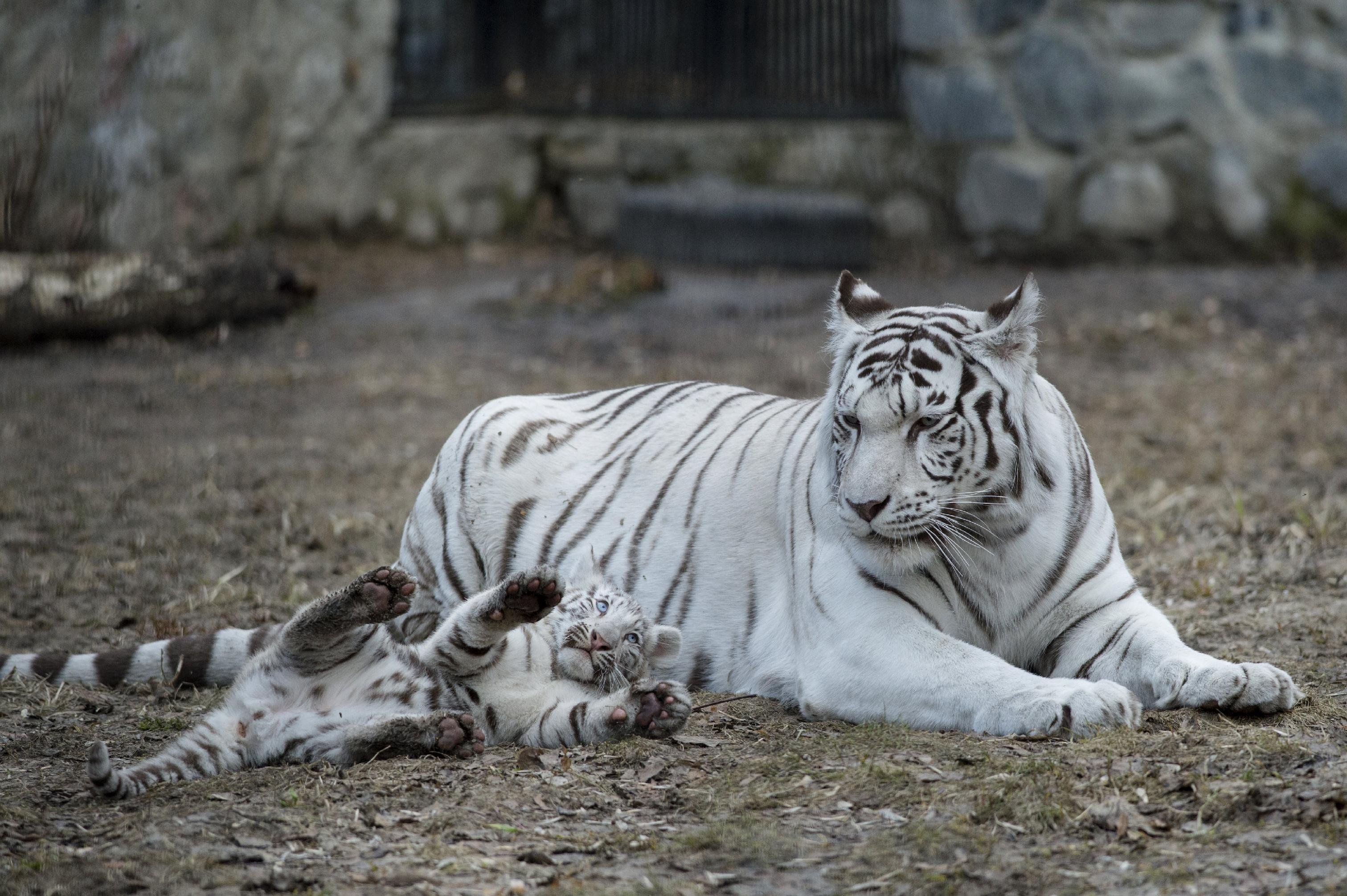 Бенгальские тигры пенза. Белый бенгальский тигр. Королевский бенгальский тигр. Бенгальский тигр альбинос. Белый тигр и бенгальский тигр.