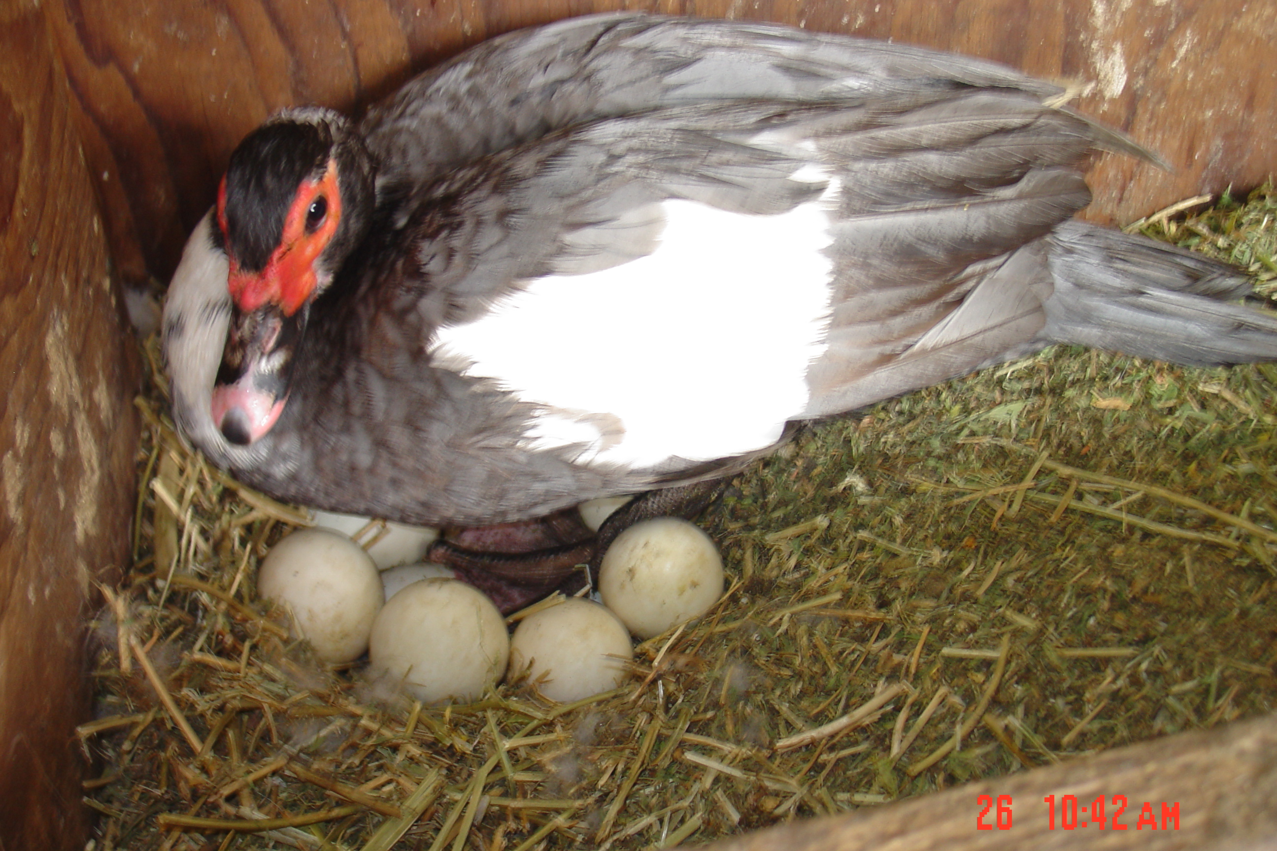 На скольких яйцах сидит индоутка. Голубая мускусная индоутка. Инкубационное яйцо индоутки. Яйца мускусных уток. Яйцо мускусной утки.