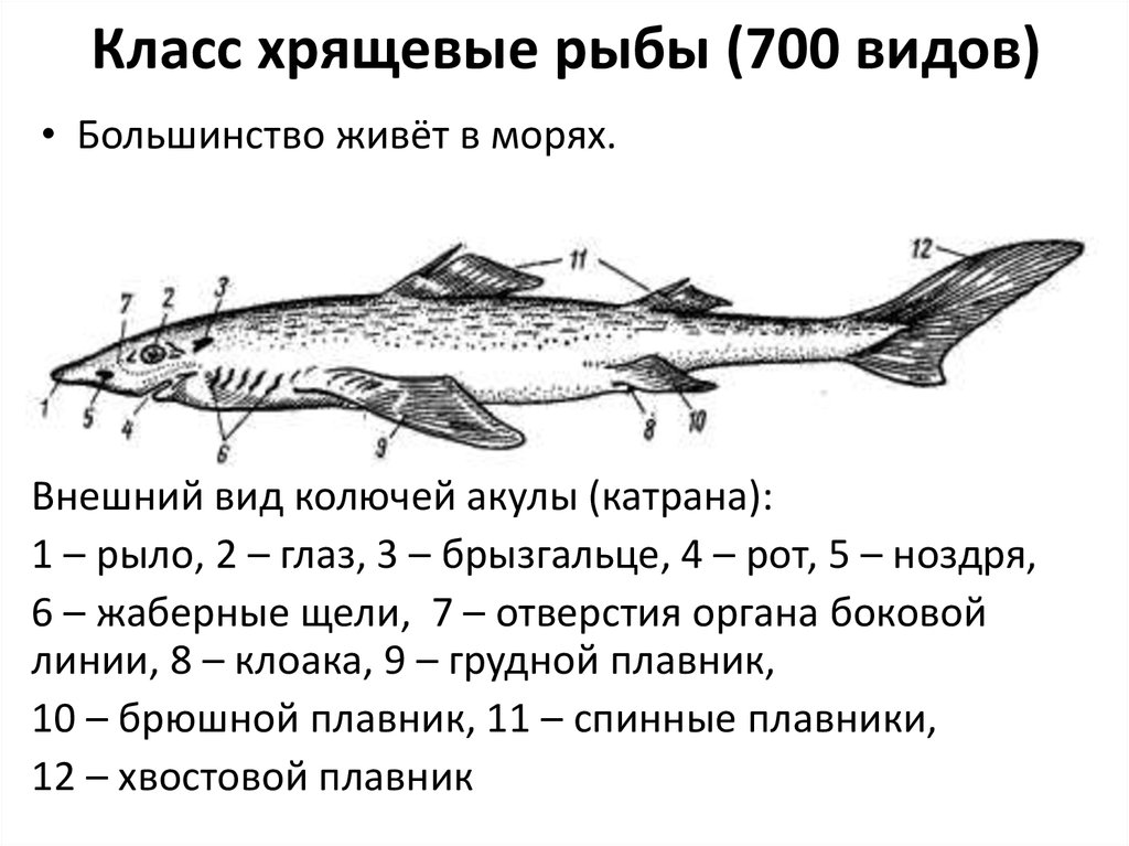 Внутреннее строение акулы рисунок с подписями