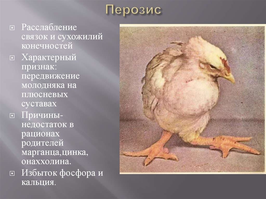Заболевания кур
